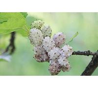 1000 Semi di gelso Bianco