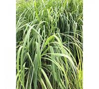 1000 Semi di Lemongrass. Citronella importata in grana (citrato di cimbopogone). Lemonella. Mosquito Re HerbErba. Pizzo per la cucina occidentale.