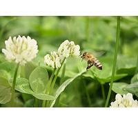 1000 Semi di Trifoglio Bianco - pianta molto mellifera - orto- semi contadini riproducibili - SemiWild