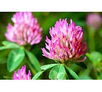 1000 semi di trifoglio rosso - Pianta medicinale - Giardino Potager - Semi di contadini riproducibili - Sowing