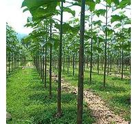 1000 semi Paulownia elongata - Reale Imperate Tree - rapida crescita albero!