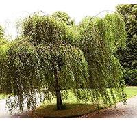 1000 semi-sandbirch Seeds ONLY