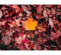 1000Pcs Puzzle Jigsaw Puzzles per Adulti Bambini Adolescenti Relax Regali - Foglie d'acero erba 75x50cm
