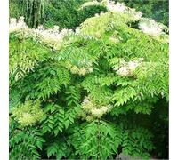 100pcs Angélique en arbre du Japon 'Aralia elata' angelica tree seeds Seeds ONLY