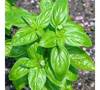 100PCS Basil Seeds Beginner Level Easy To Use For Planting Don't Worry Variety Suitable For Interior Decoration Has Many Uses : Package Contains seeds