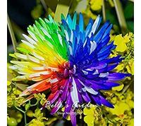 : 100pcs Cute Rainbow Ligstone China Aster Seeds,Bueatyfull Garden Seeds:packing seeds only