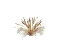 100pcs Dried Pampas Grass Decor Tall Decor Bouquet - Natural Pompas Grass Decor - Fluffy Pampas Gra