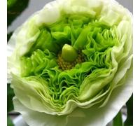100pcs Gartenblumensamen Voller Vitalität Hohe keimrete nicht-gvo gut angepasste schnell wachsende samen 3