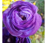 100pcs Gartenblumensamen Voller Vitalität Hohe keimrete nicht-gvo gut angepasste schnell wachsende samen 1