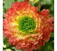 100pcs Gartenblumensamen Voller Vitalität Hohe keimrete nicht-gvo gut angepasste schnell wachsende samen 18