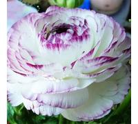 100pcs Gartenblumensamen Voller Vitalität Hohe keimrete nicht-gvo gut angepasste schnell wachsende samen 11