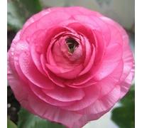 100pcs Gartenblumensamen Voller Vitalität Hohe keimrete nicht-gvo gut angepasste schnell wachsende samen 2