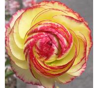 100pcs Gartenblumensamen Voller Vitalität Hohe keimrete nicht-gvo gut angepasste schnell wachsende samen 16