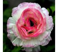 100pcs Gartenblumensamen Voller Vitalität Hohe keimrete nicht-gvo gut angepasste schnell wachsende samen 15