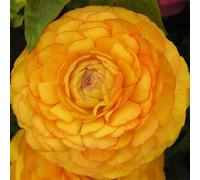 100pcs Gartenblumensamen Voller Vitalität Hohe keimrete nicht-gvo gut angepasste schnell wachsende samen 17