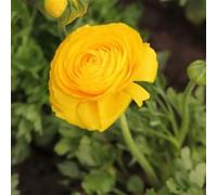 100pcs Gartenblumensamen Voller Vitalität Hohe keimrete nicht-gvo gut angepasste schnell wachsende samen 8