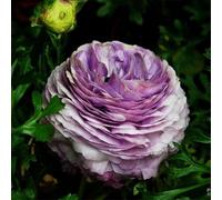 100pcs Gartenblumensamen Voller Vitalität Hohe keimrete nicht-gvo gut angepasste schnell wachsende samen 9