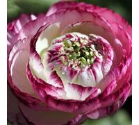 100pcs Gartenblumensamen Voller Vitalität Hohe keimrete nicht-gvo gut angepasste schnell wachsende samen 4