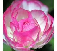 100pcs Gartenblumensamen Voller Vitalität Hohe keimrete nicht-gvo gut angepasste schnell wachsende samen 6