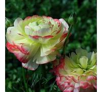100pcs Gartenblumensamen Voller Vitalität Hohe keimrete nicht-gvo gut angepasste schnell wachsende samen 13