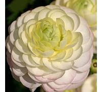 100pcs Gartenblumensamen Voller Vitalität Hohe keimrete nicht-gvo gut angepasste schnell wachsende samen 10