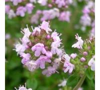 100pcs Kriechende thymian samen bodenbeckung blumen samen teppich evergreen pflalenze blumen samen für garten rasen balkon patio Viola chiaro