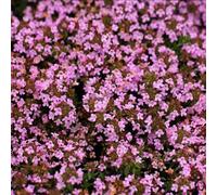 100pcs Kriechende thymian samen bodenbeckung blumen samen teppich evergreen pflalenze blumen samen für garten rasen balkon patio Rosso porpora