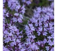 100pcs Kriechende thymian samen bodenbeckung blumen samen teppich evergreen pflalenze blumen samen für garten rasen balkon patio Blu