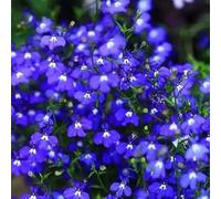 100pcs Kriechende thymian samen bodenbeckung blumen samen teppich evergreen pflalenze blumen samen für garten rasen balkon patio Viola scuro