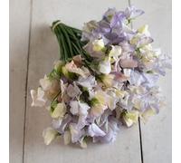 100pcs Sweet Pea Seeds Garden Courtyard Very Landscape Everyone Likes Popular Variety Home Grown Low Cost Easy to Manage Bring A Sense of Achievement:packing seeds only