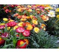 100X Strawflower"Swiss Giants Mix" Semi Seeds ONLY