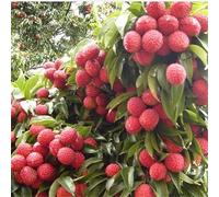 10Pcs Lychee Litchi Delicious Sweet Seasonal Fruit Tree Seeds Home Garden Plant per Garden Planting