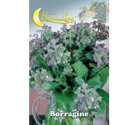 10PZ SEMI ORTO BORRAGINE: