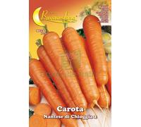 10PZ SEMI ORTO CAROTA DI CHIOGGIA: