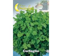 10PZ SEMI ORTO CERFOGLIO: