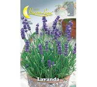 10PZ SEMI ORTO LAVANDA: