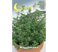 10PZ SEMI ORTO MAGGIORANA: