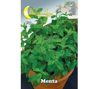 10PZ SEMI ORTO MENTA: