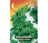 10PZ SEMI ORTO PREZZEMOLO GIGANTE: