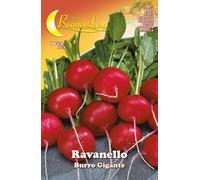 10PZ SEMI ORTO RAVANELLO GIGANTE Nextradeitalia