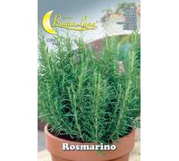 10PZ SEMI ORTO ROSMARINO: