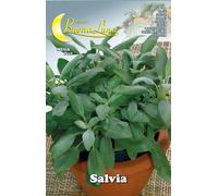 10PZ SEMI ORTO SALVIA: