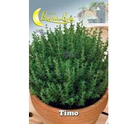 10PZ SEMI ORTO TIMO: