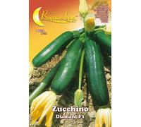 10PZ SEMI ORTO ZUCCHINO DIAMANT: