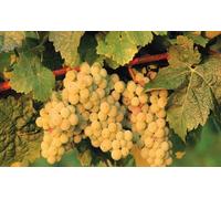 10x Barbatelle di vite Innestate a radice nuda Uva da Tavola e Vino