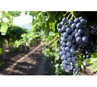 10x Barbatelle di vite Innestate a radice nuda Uva da Tavola e Vino