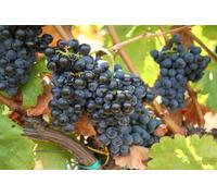 10x Barbatelle di vite Innestate a radice nuda Uva da Tavola e Vino