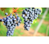 10x Barbatelle di vite Innestate a radice nuda Uva da Tavola e Vino