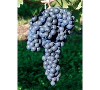 10x Barbatelle Uva vite innestate da vino e da tavola, prima scelta a radici