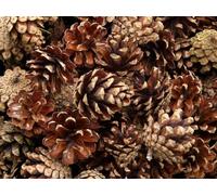 110 pezzi di pigne naturali da 500 g, dimensione fino a 4 cm, fresche direttamente dal bosco, perfette per decorazioni, artigianato, ghirlande, corone, Natale, matrimonio